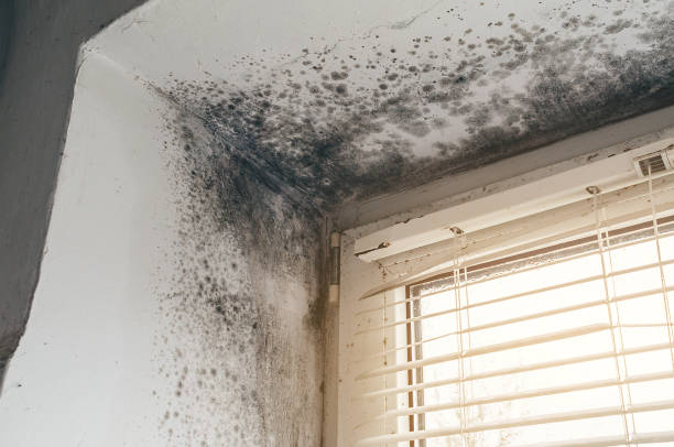 Affordable Mold Remediation solutions in Elberon, VA